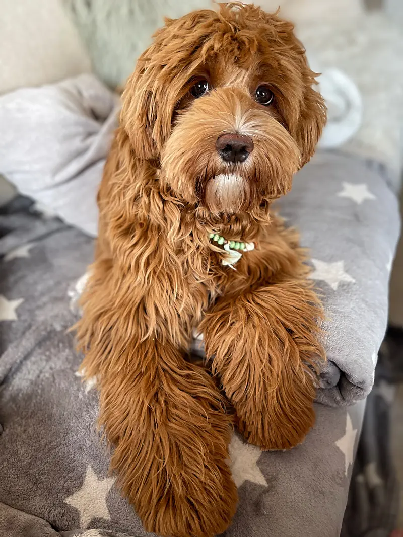 Mochi