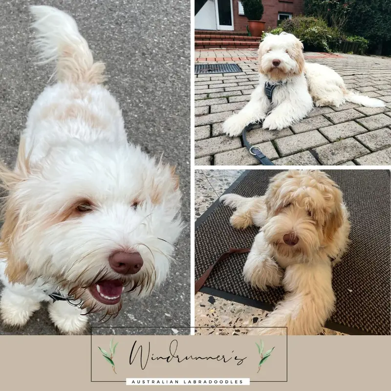 Sweet Doodles Finn