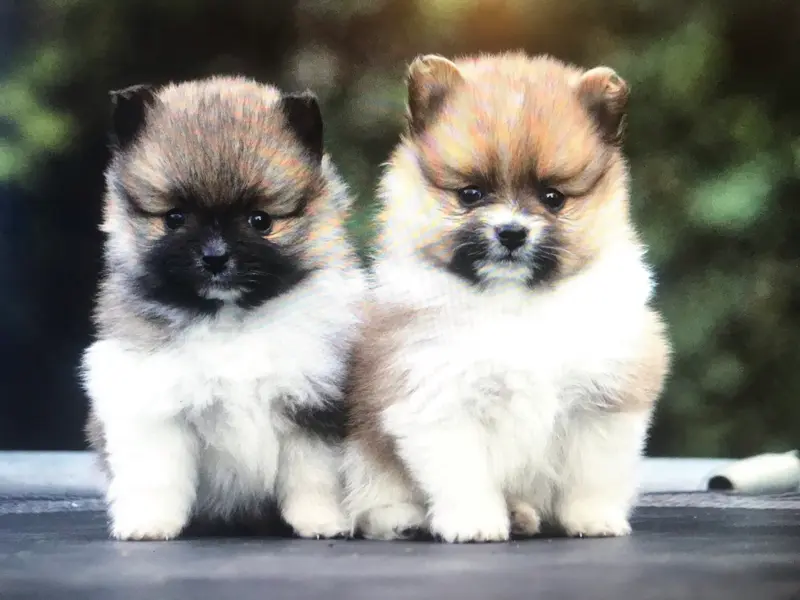 Gusti und Grisu