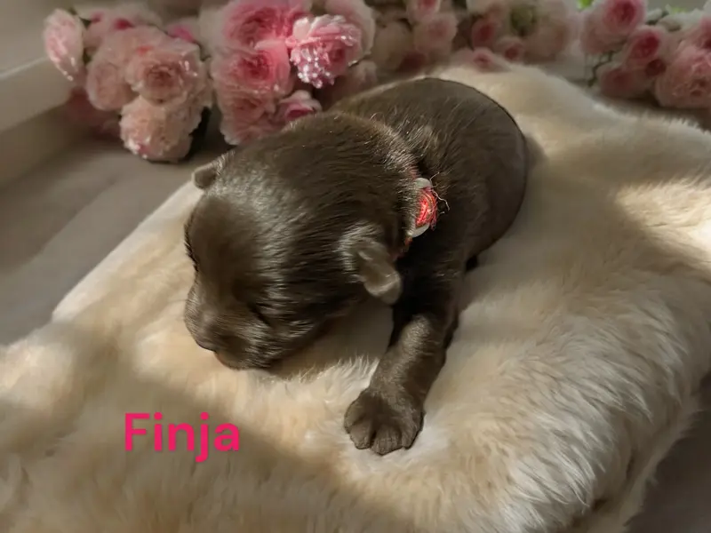 Finja