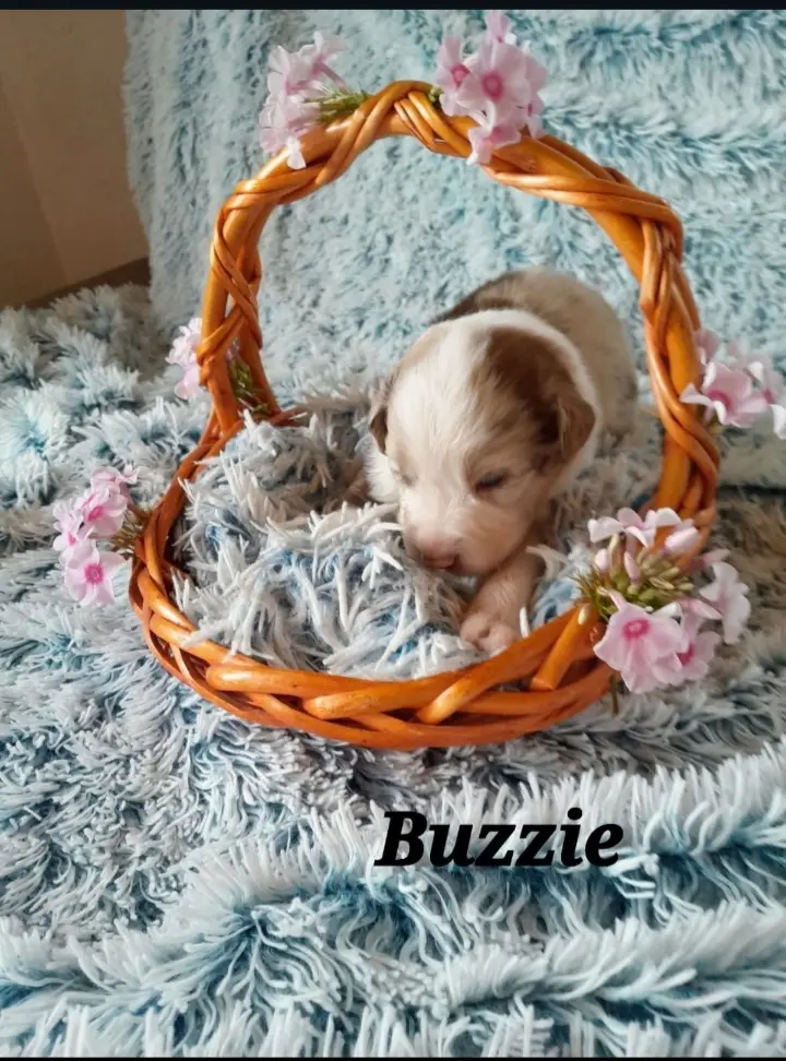 Buzzie