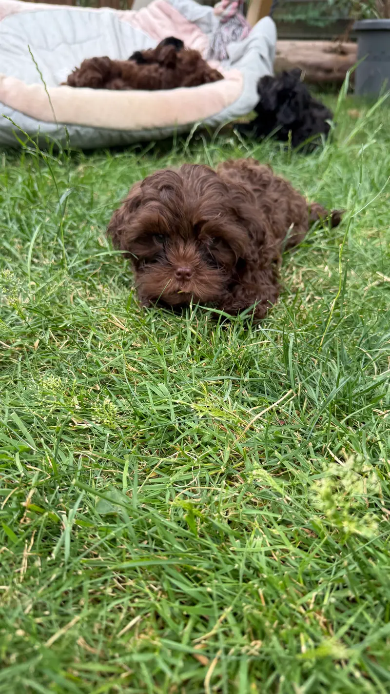 Gina