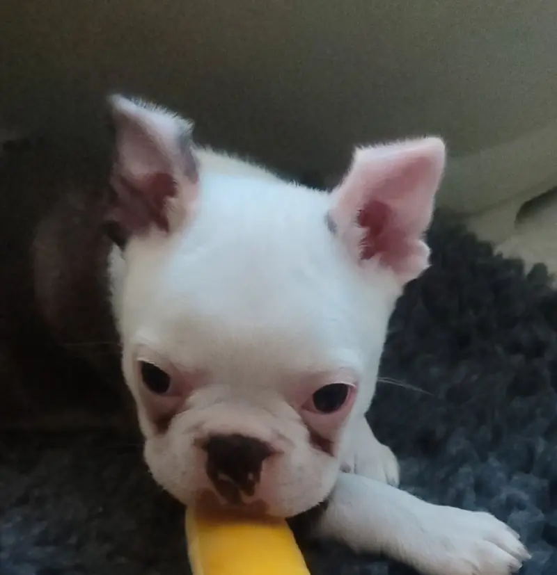 Ash – Boston Terrier Welpe