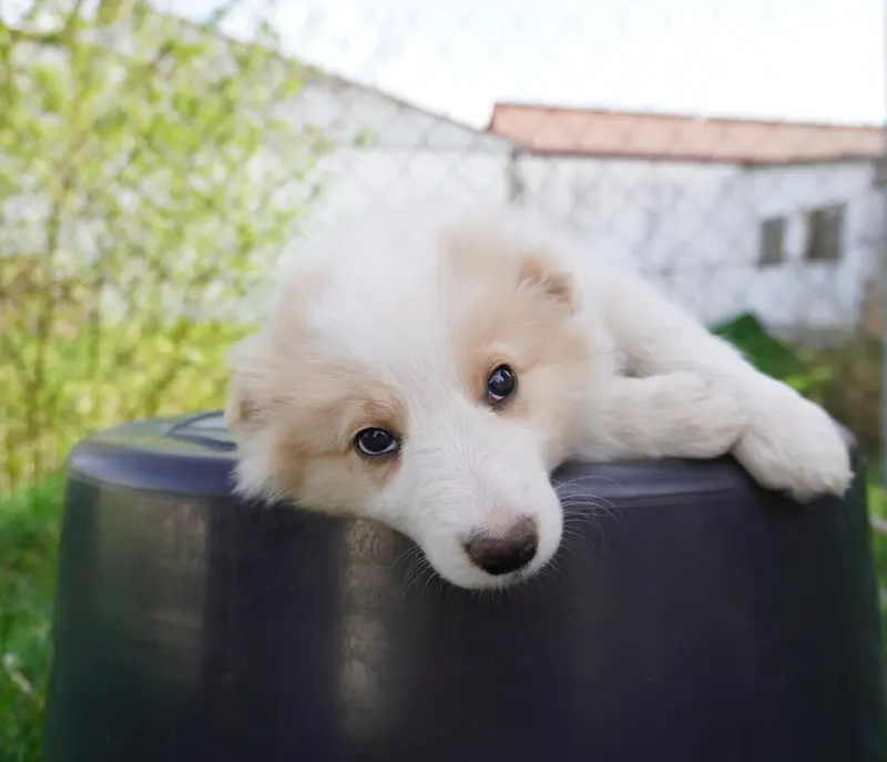 Duke