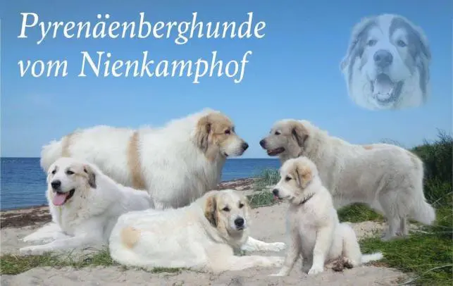 Bullwei vom Regenbogen-Berg