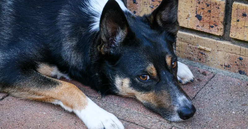 Dewormer for Dogs: Uses, Effects & Risks