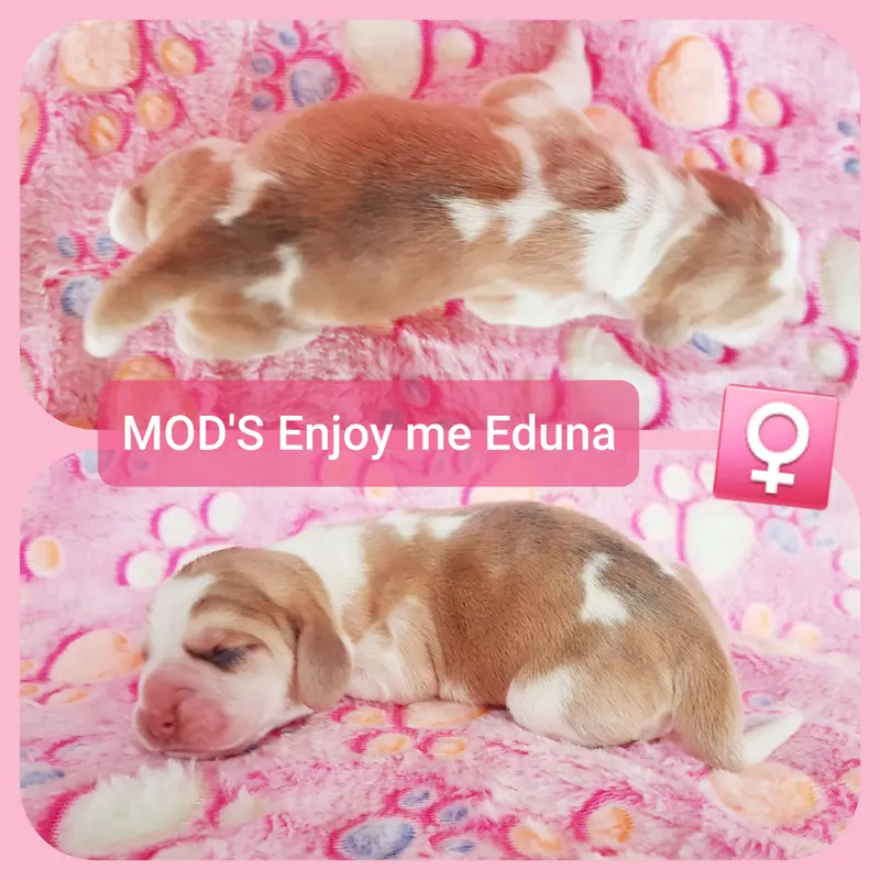 MOD'S Enjoy me Eduna