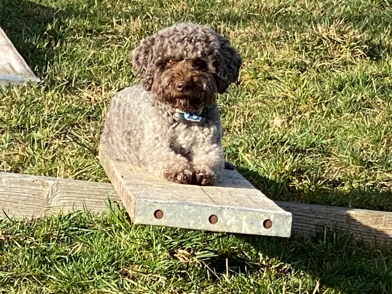 Lola AWENASAS DOGS