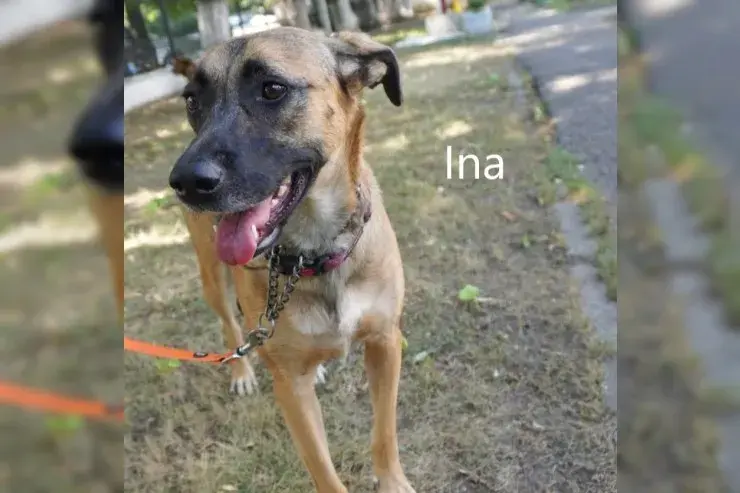 Ina main gallery image