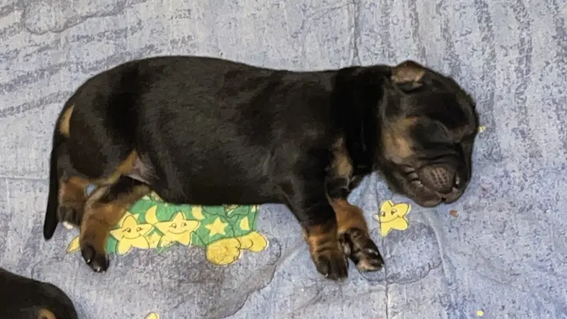 Fotka vrhu: Puppy