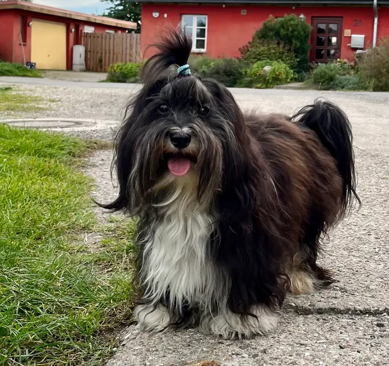 Sandra‘s Unico