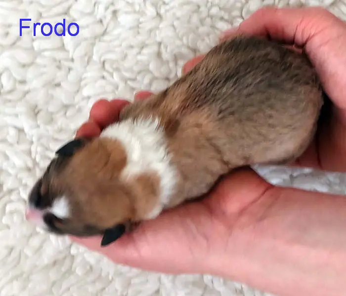 Frodo