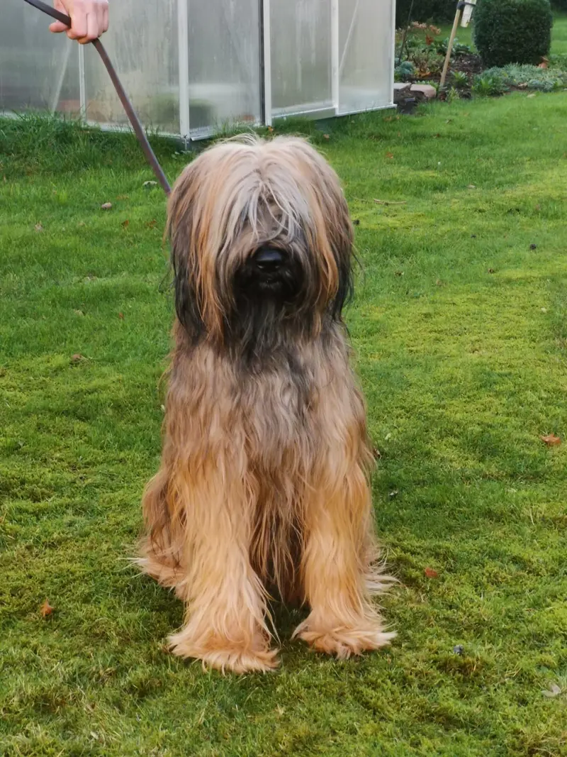 Baxter von der Leineweber 