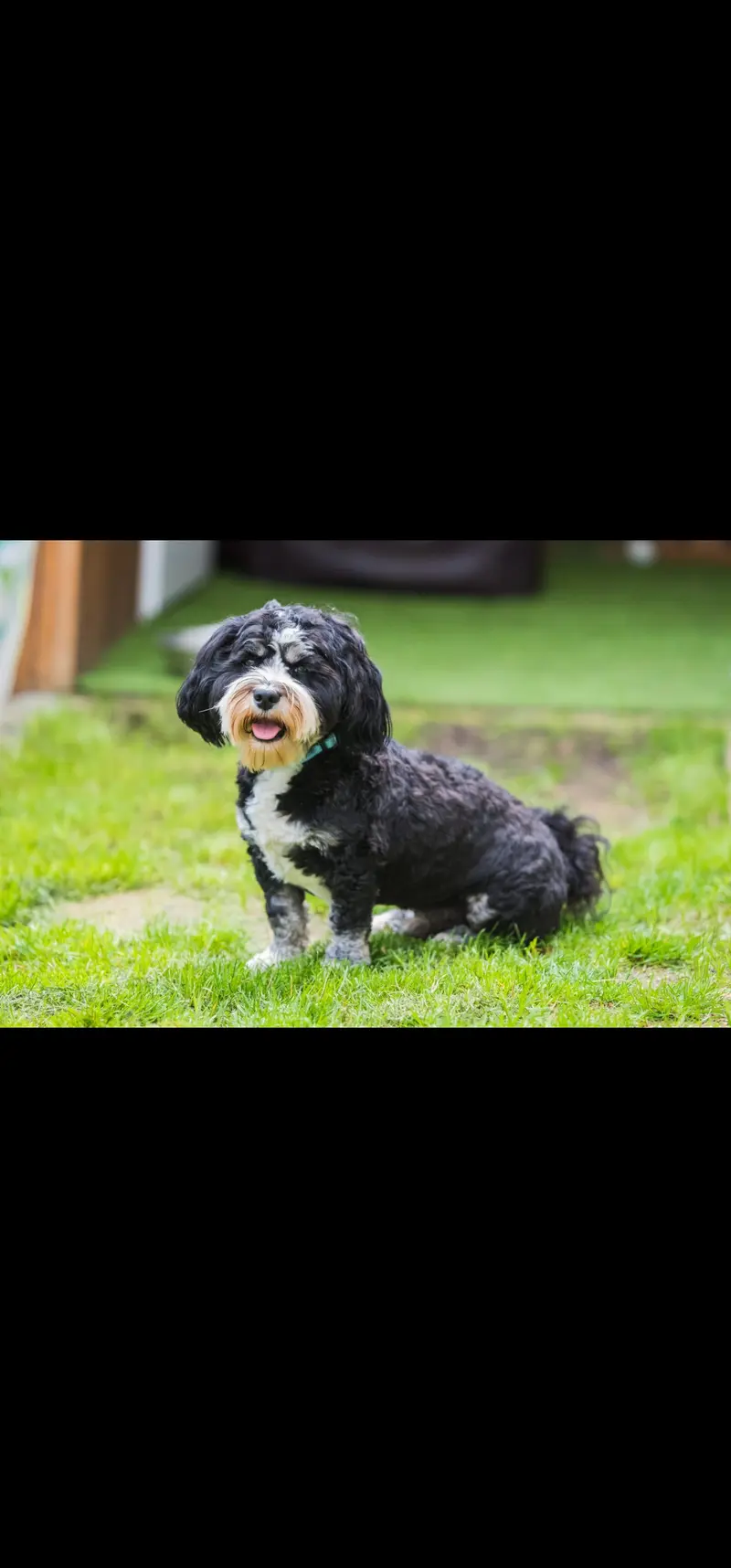 Willi from the fairy tail havanese