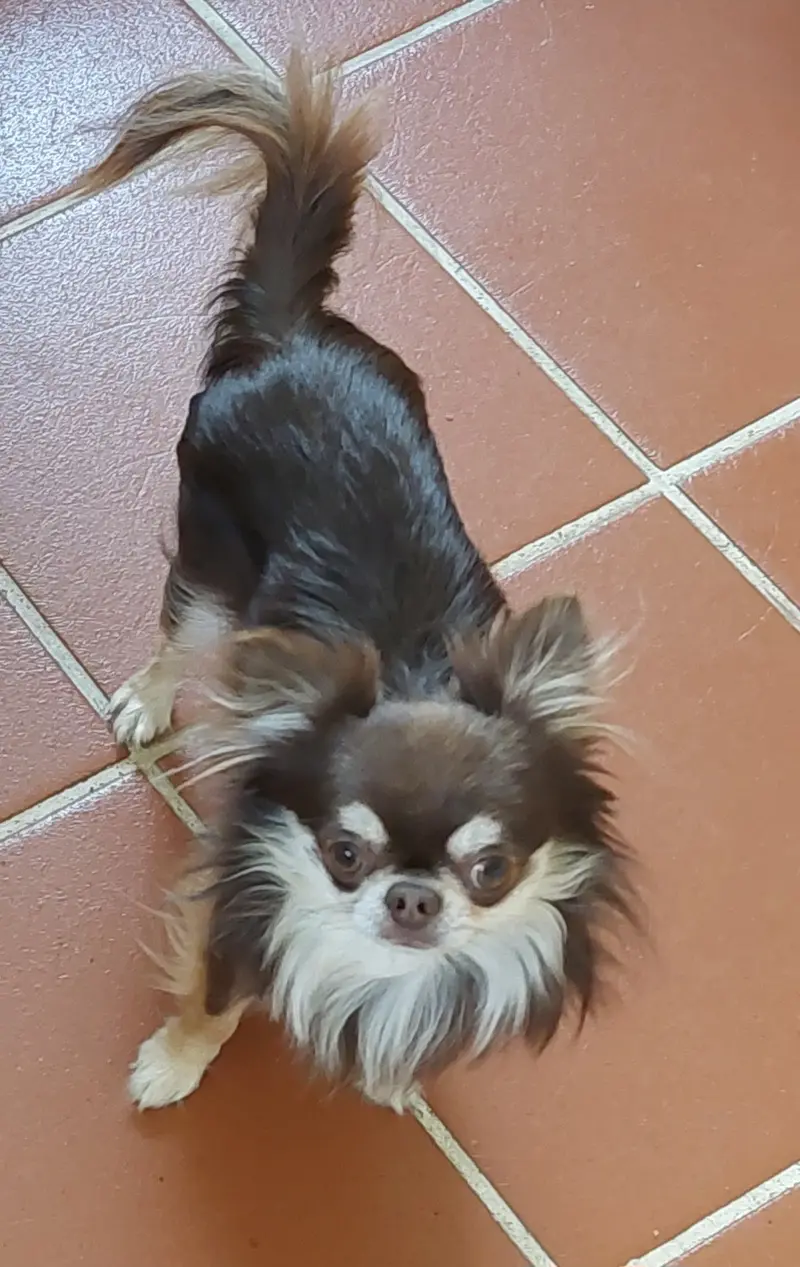 Aiko Del Relente