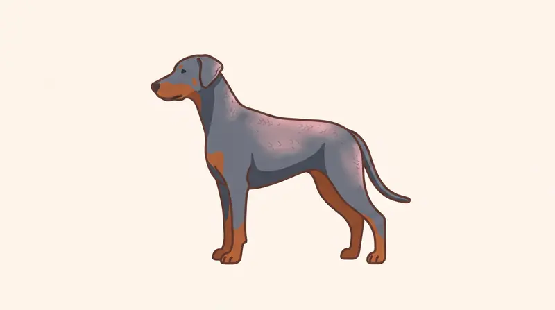 Derselbe Dobermann in verdünntem Blaugrau mit Rostrot: Das Fell an Rücken, Flanken und Ohren ist schütter und stumpf, graue, leicht schuppige Haut scheint durch, die rostroten Abzeichen sind normal behaart.