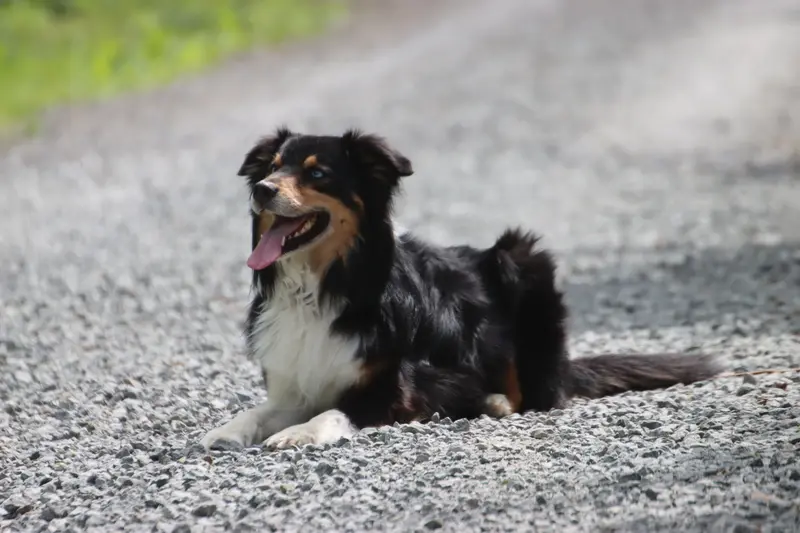 Dämon – Australian Shepherd