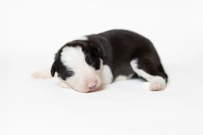 Tiva of Krayenburg – štěně Border Collie