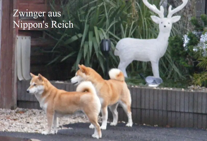 Vergangene Würfe