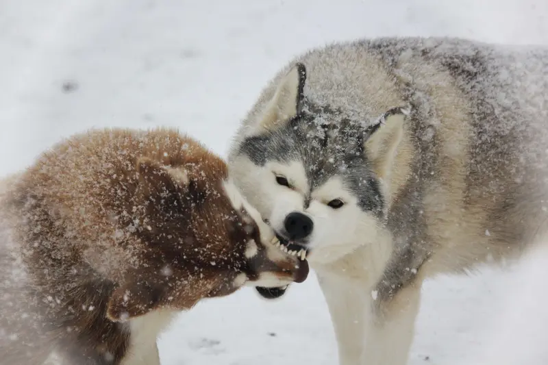 Call me "Navaja" of Snow Wolf Valley