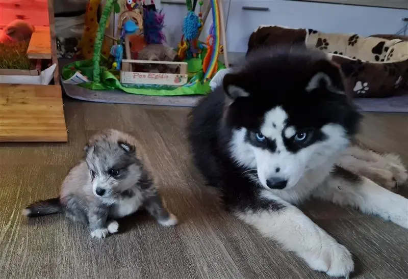 Mystic Falls Pomsky Minihuskys main gallery image