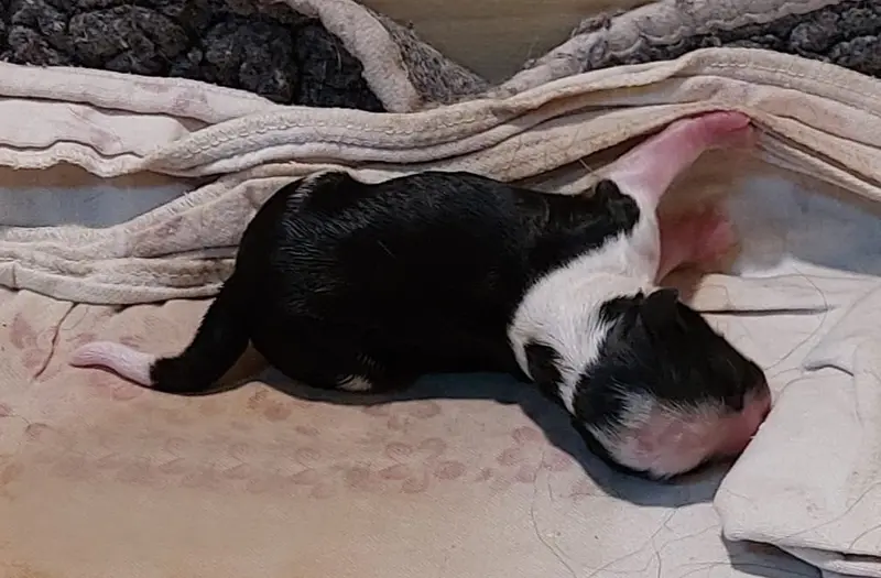 Odin