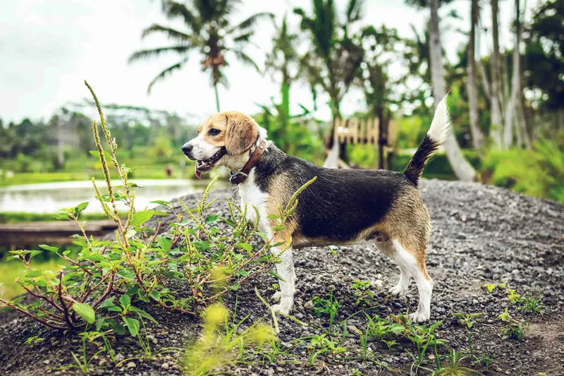 Beagle Charakter & Wesen: Passt er zu dir?