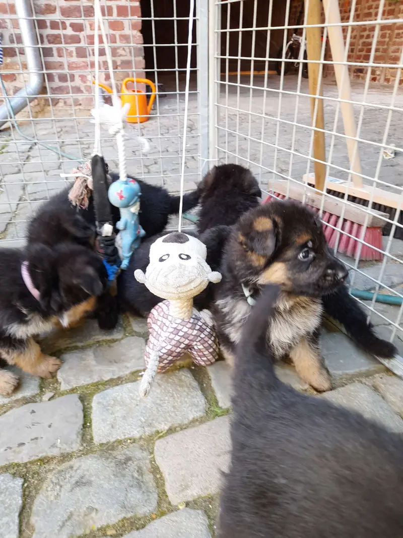 Deutsche Schäferhunde von Haus Charly main gallery image