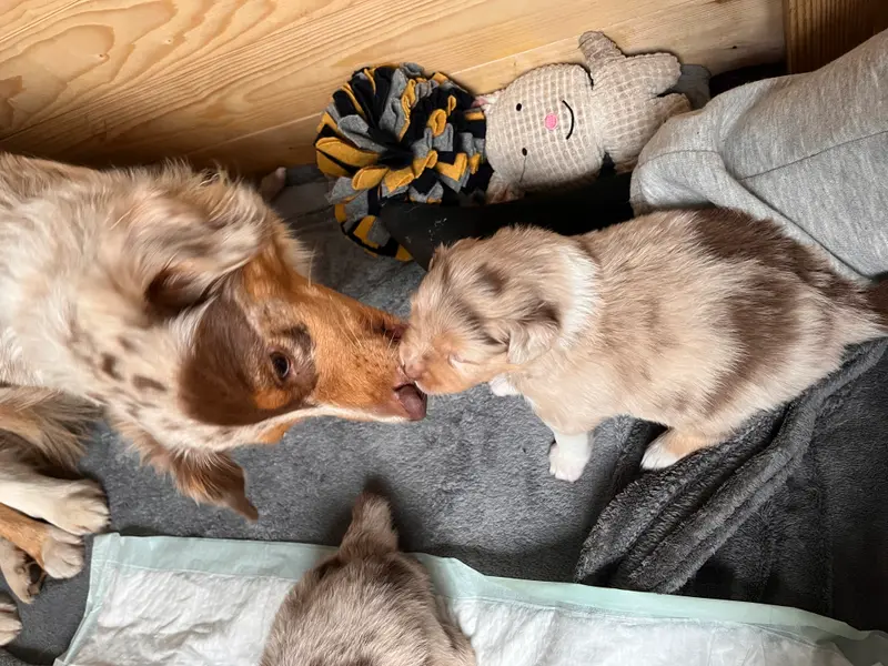 Peaches