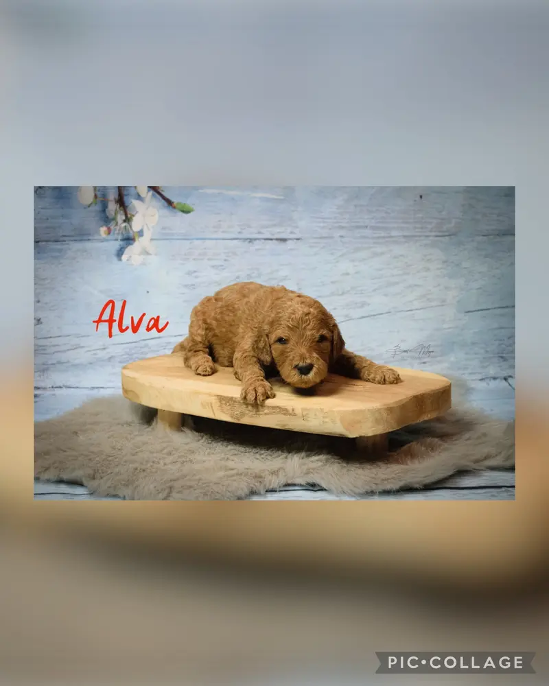 Alva