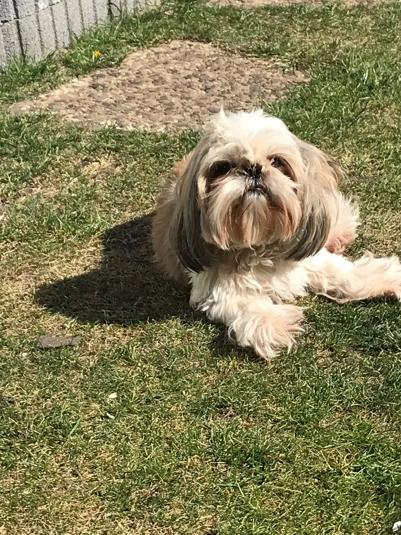 Bibi