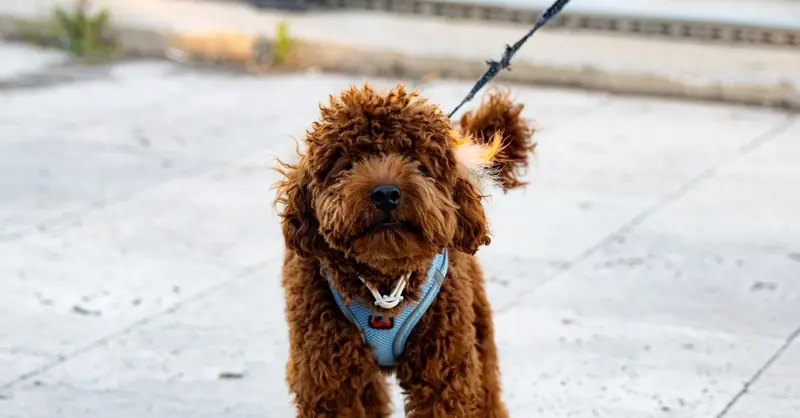 Leggi e tasse per cani pericolosi in NRW
