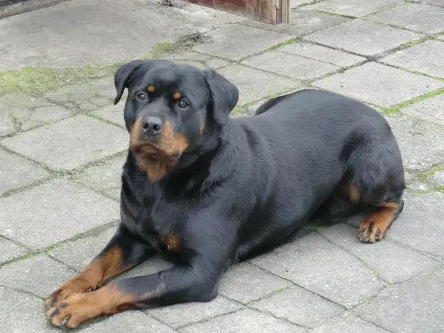 Nikita