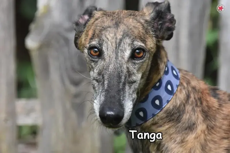 Tanga main gallery image