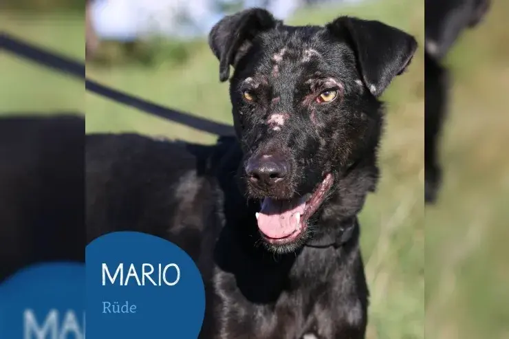 Mario main gallery image
