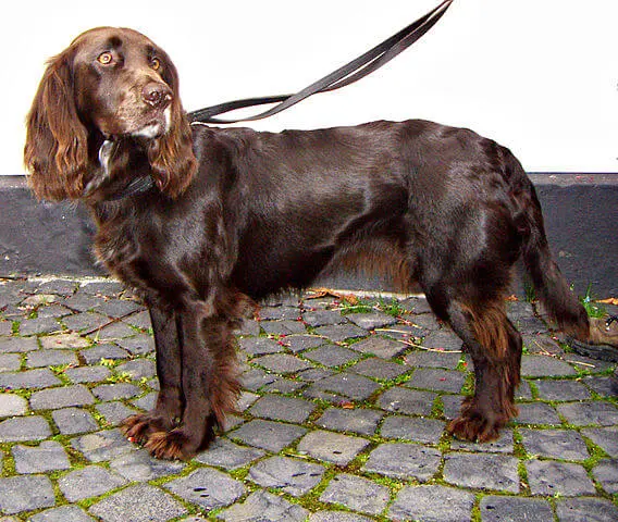 Deutscher Wachtelhund Charakter & Wesen: Passt die Rasse zu dir?