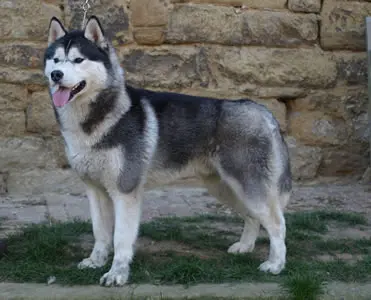 Astra Brama Lukas looking for Love