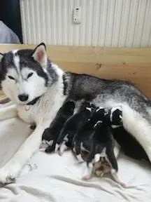 Zdjęcie miotu: Puppy