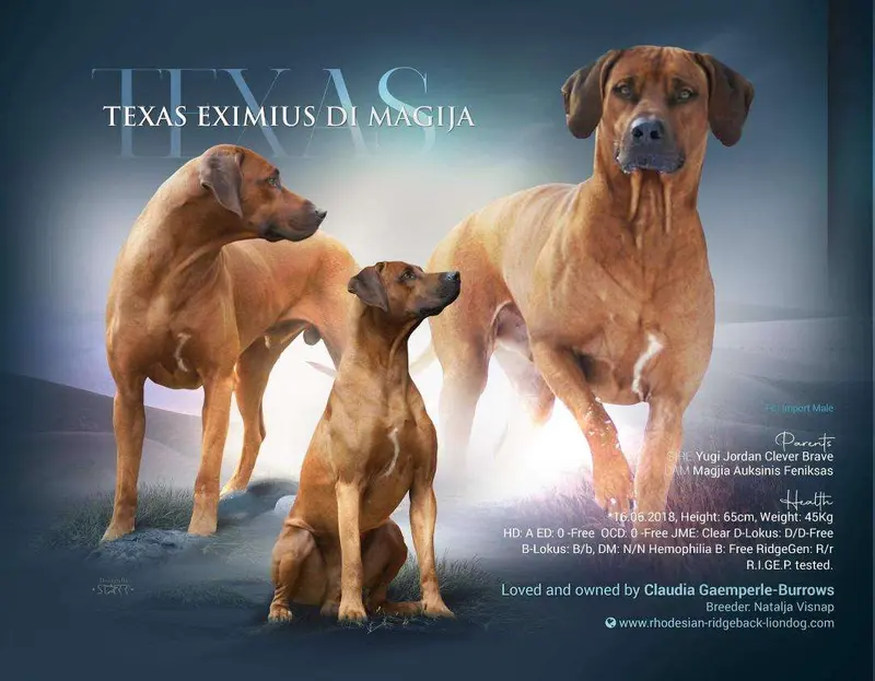 Texas Eximius di Magija