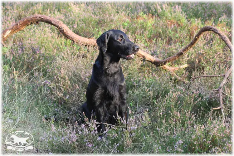 Flat Coated Retriever Züchter in Niedersachsen main gallery image