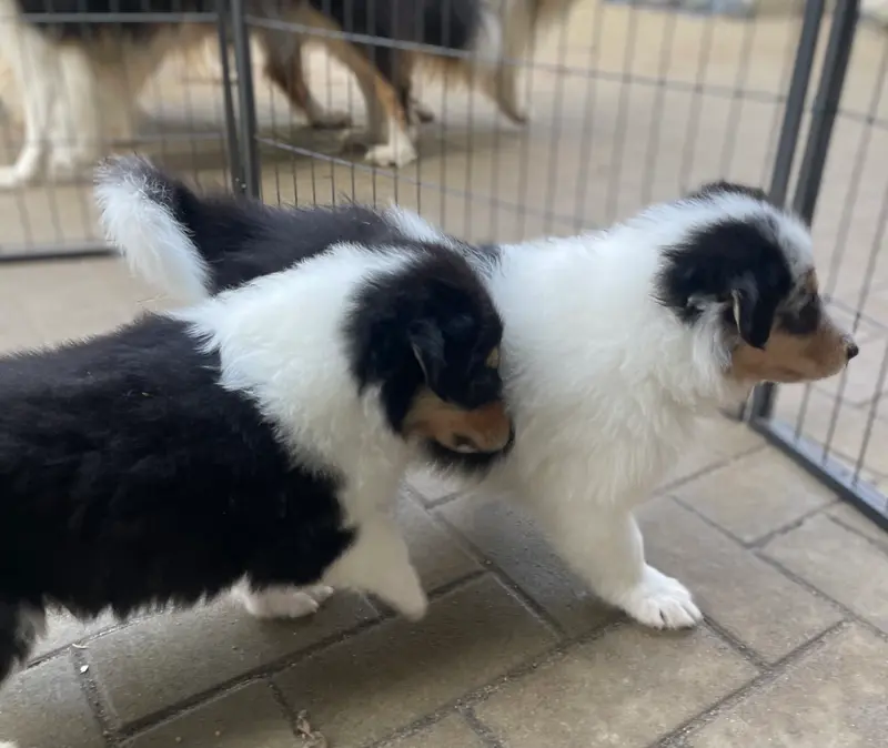 Fotka vrhu: Puppy