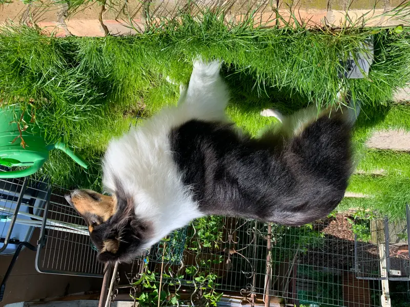 Freya 