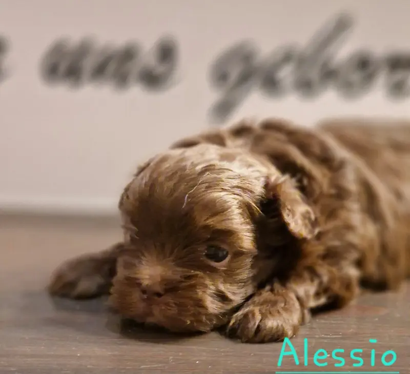 Alessio