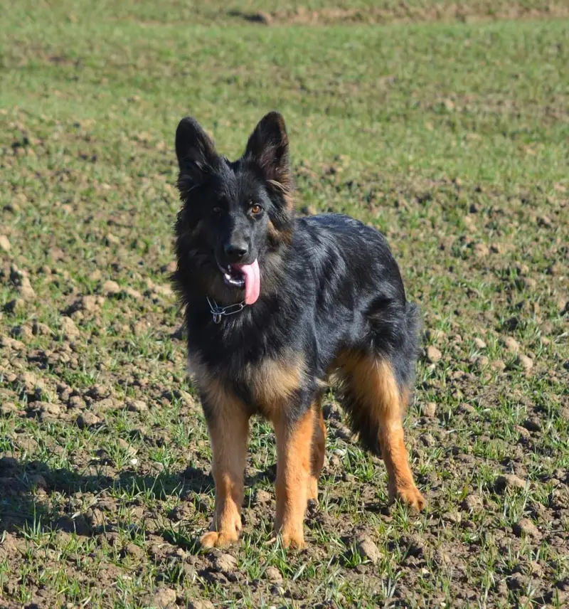 Nisha aus dem Waldquellental IRHZV