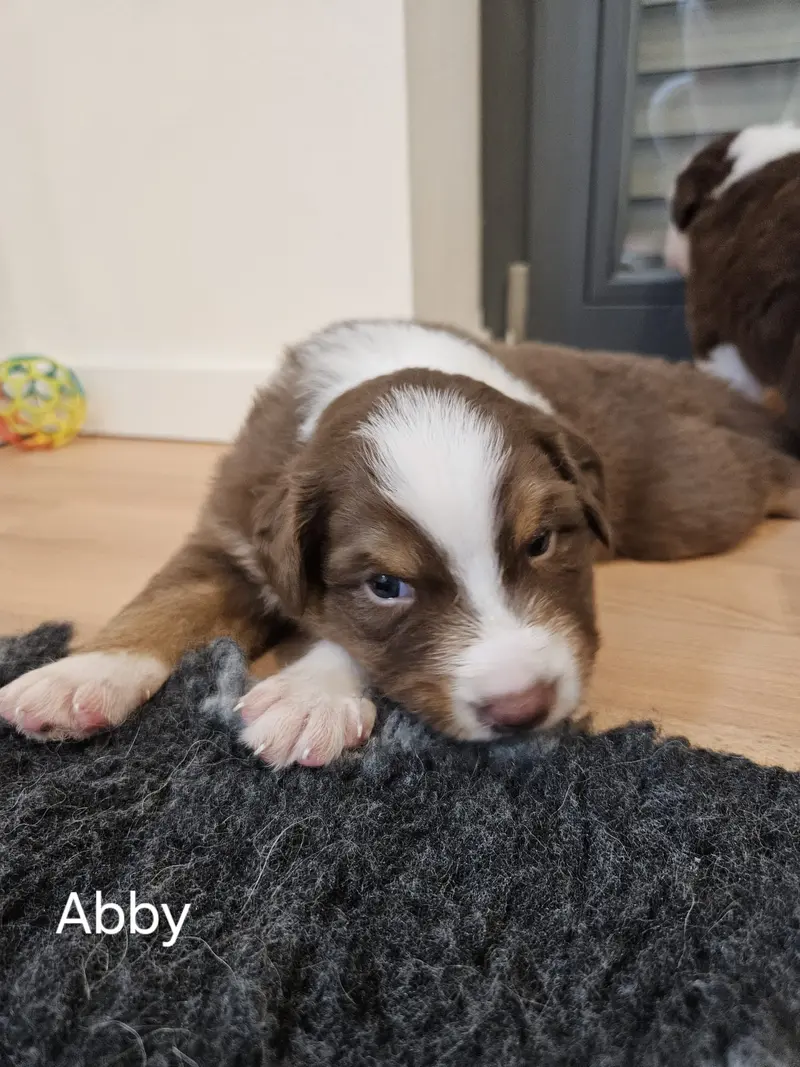 Abby