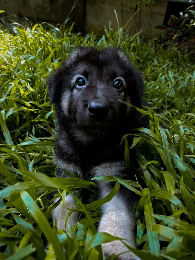 Kaizer