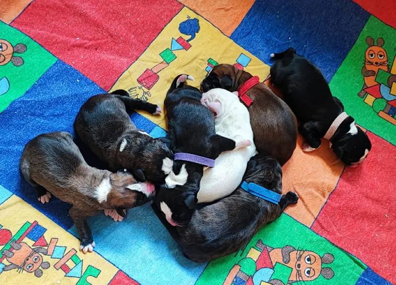 Bevke – Deutscher Boxer Puppy