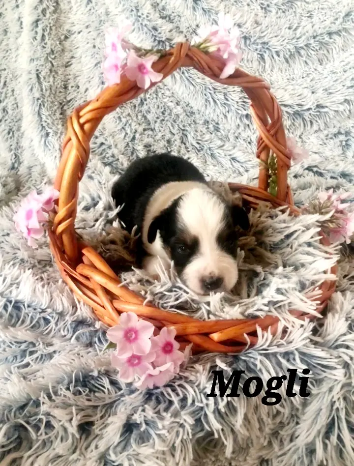Mogli