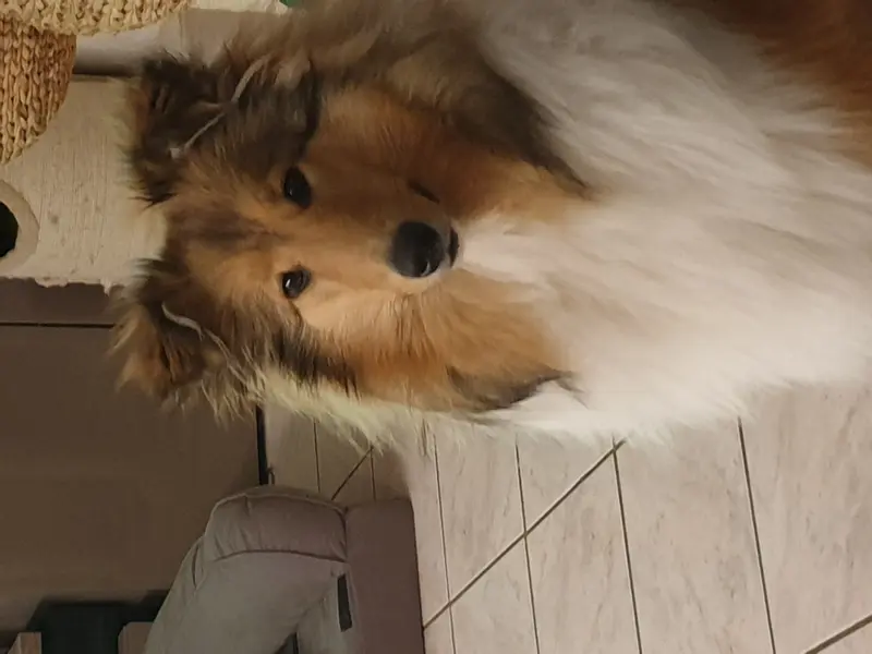Aurelia Ronja vom Sonnenhof