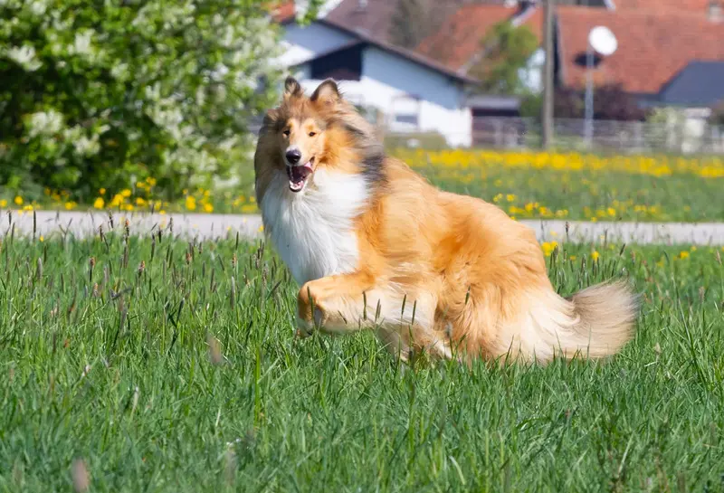 Hera von der Wertachau